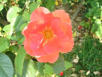 Rose de la Roseraie de Bagatelle (1)