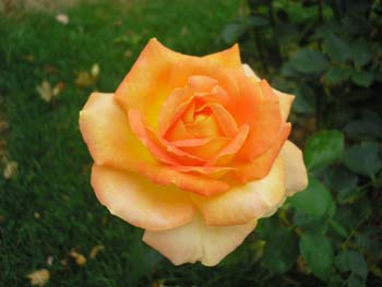 Rose orange