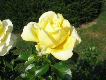 Rose de la Roseraie de Bagatelle (12)