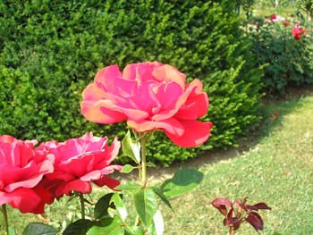 Rose de la Roseraie de Bagatelle (13)