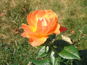 Rose de la Roseraie de Bagatelle (14)