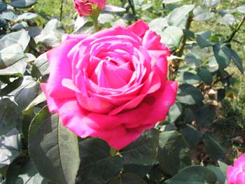 Rose de la Roseraie de Bagatelle (15)