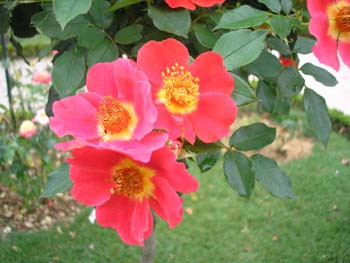 Rose de la Roseraie de Bagatelle (2)
