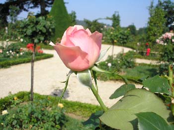 Rose de la Roseraie de Bagatelle (20)
