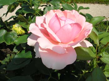 Rose de la Roseraie de Bagatelle (21)