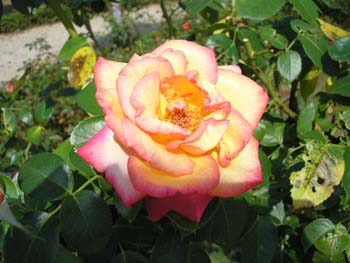 Rose de la Roseraie de Bagatelle (22)