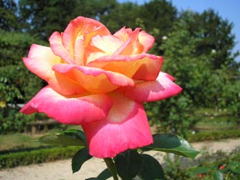 Rose de la Roseraie de Bagatelle (23)