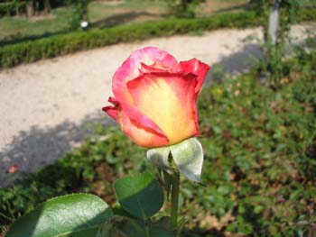 Rose de la Roseraie de Bagatelle (24)