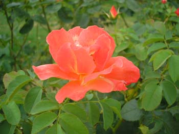 Rose de la Roseraie de Bagatelle (4)