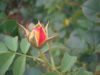 Bouton de rose