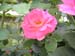 Rose de la Roseraie de Bagatelle (11)