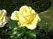 Rose de la Roseraie de Bagatelle (12)