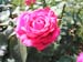 Rose de la Roseraie de Bagatelle (15)