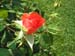 Rose de la Roseraie de Bagatelle (16)