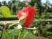 Rose de la Roseraie de Bagatelle (17)