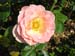 Rose de la Roseraie de Bagatelle (18)