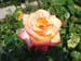 Rose de la Roseraie de Bagatelle (22)