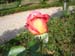 Rose de la Roseraie de Bagatelle (24)