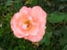 Rose de la Roseraie de Bagatelle (3)