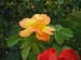 Rose de la Roseraie de Bagatelle (6)