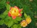 Rose de la Roseraie de Bagatelle (7)