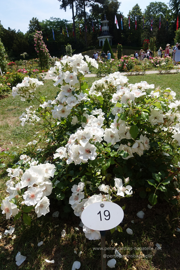 n°19 "Yèvre-le-Châtel", de Roses André EVE, pour le Prix des journalistes