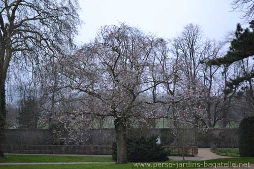 prunus fleuri par temps gris et froid