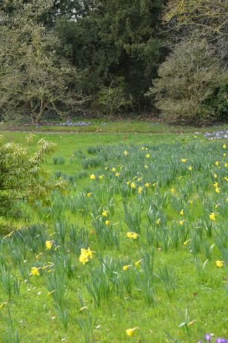 jonquilles