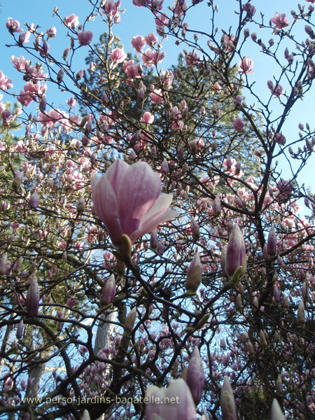 magnolia en fleurs