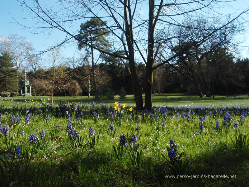 narcisses lumineux