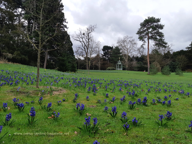 jacinthes bleues et pagodon chinois