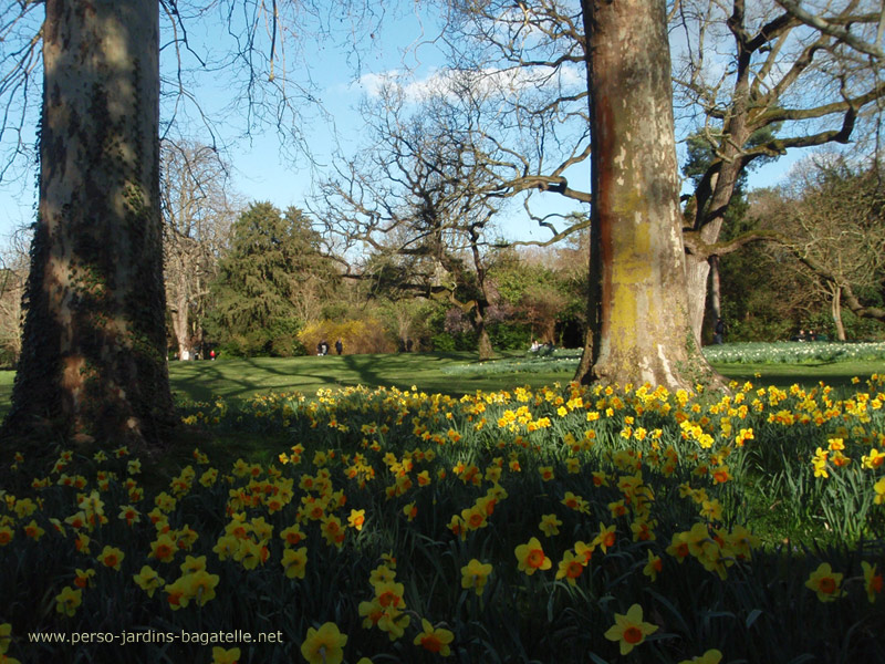 narcisses près de la buvette