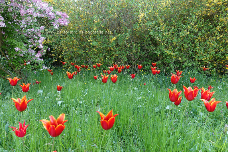 Tulipes rouges