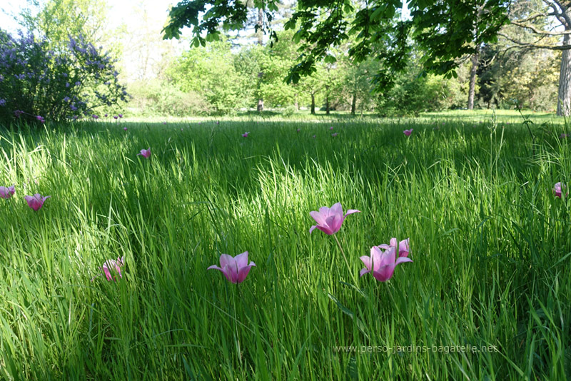 Tulipes roses