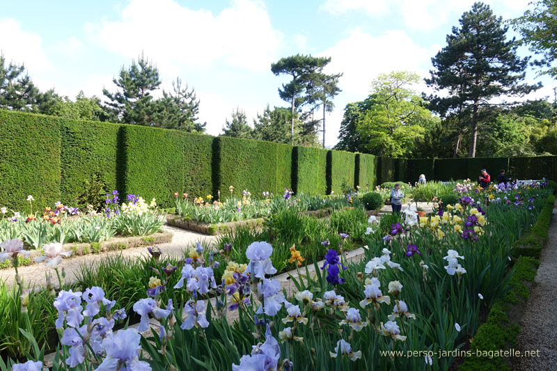 Jardin des iris 2019