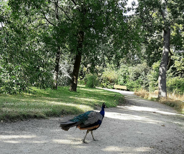 paon qui ouvre la route