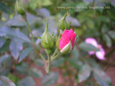 Rose Paris 2000 (bouton)