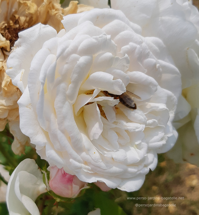 Une abeille dans le rosier n°52 "Toul Cathedrale" de Roses André EVE 