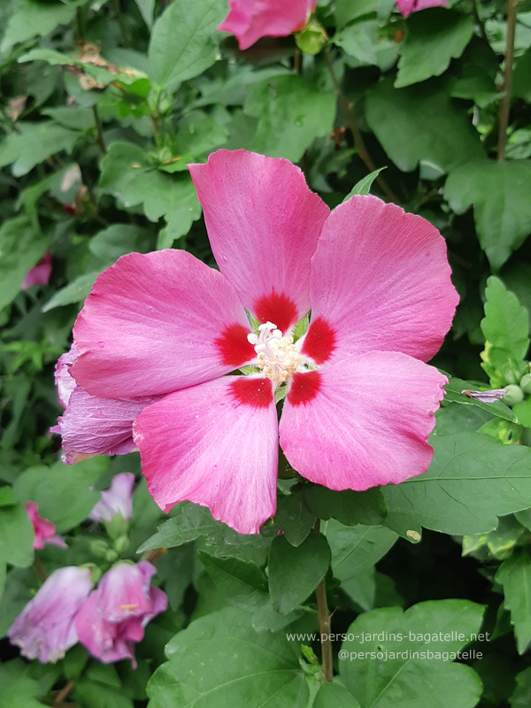 Althea - Hibiscus syriacus