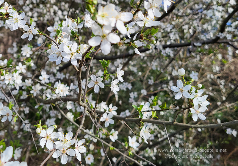 fleurs d'amandier