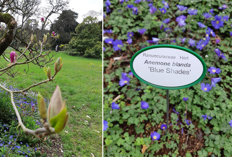 anémones de Grèce (Anemone Blanda "Blue Shades")