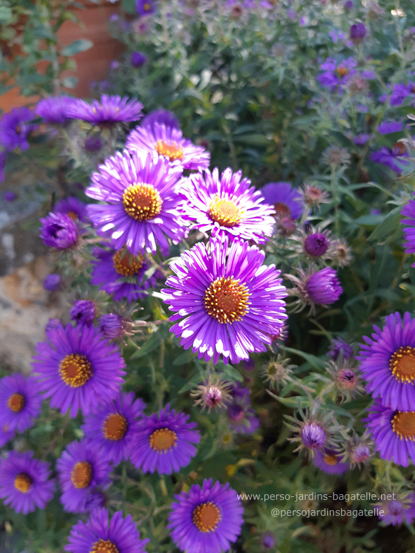 Asters violets