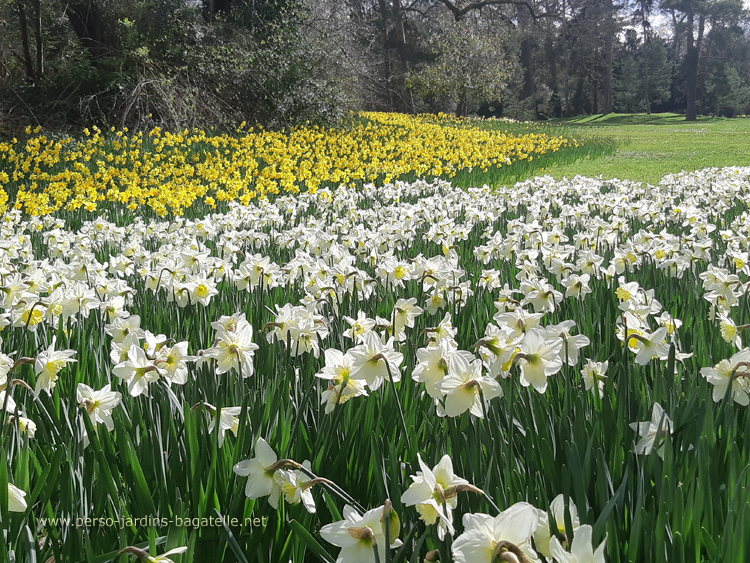 narcissus