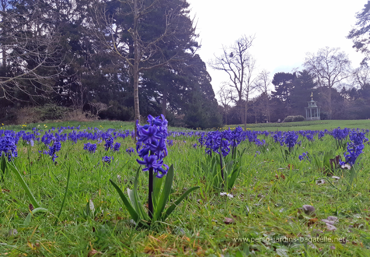 jacinthes bleues