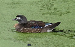 canard mandarin femelle