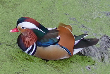 Canard mandarin mâle