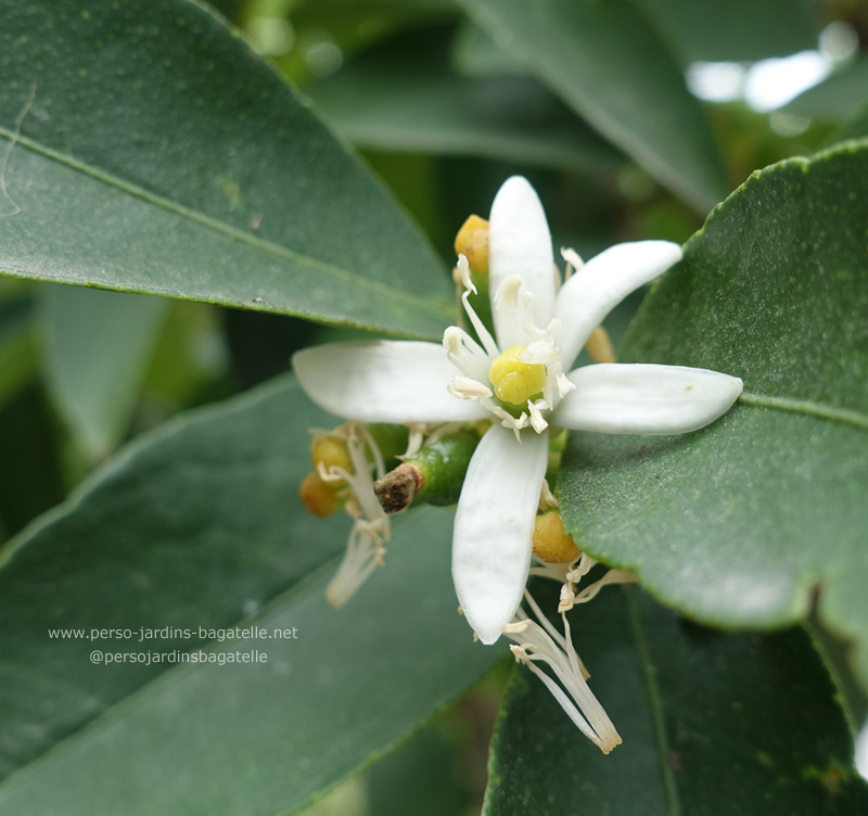 Fleur de citronnier