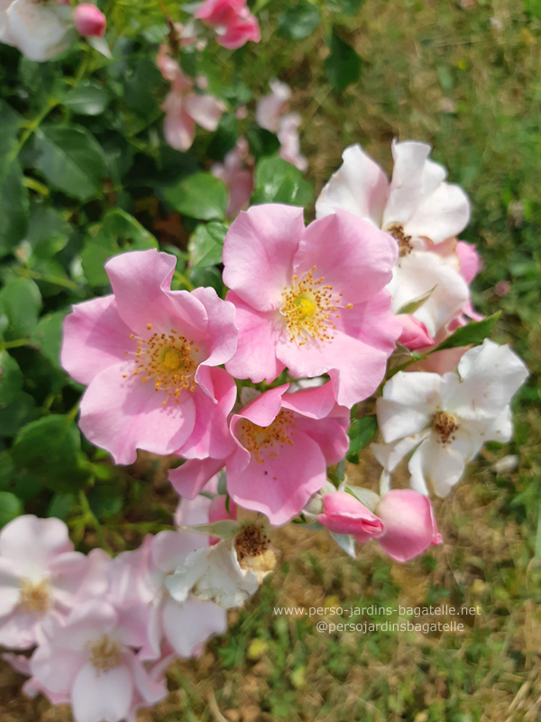 n°203 "LandFraueb Rose" de Rosen TANTAU (Allemagne) 