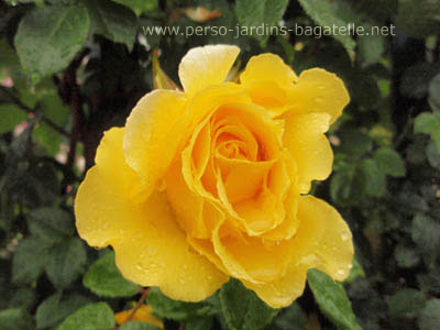 Rose de l'anne, prix dcern par l'Association des Journalistes du Jardin et de l'Horticulture (A.J.J.H)