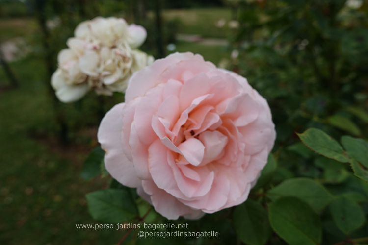 Arbustif : N°203 « Matthias Claudius Rose » (Rosen Tantau)